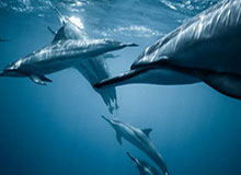 九游体育：与你一起探寻体育世界的智慧娱乐平台